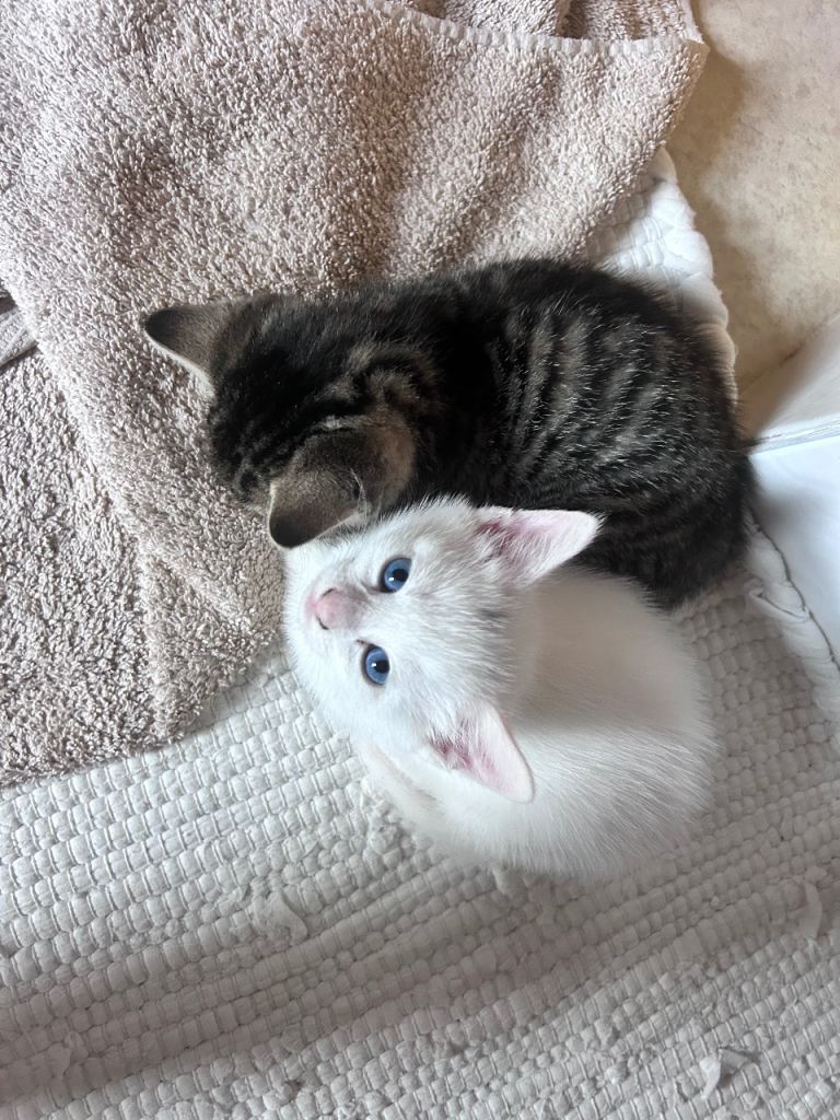 Gorgeous white kitten 