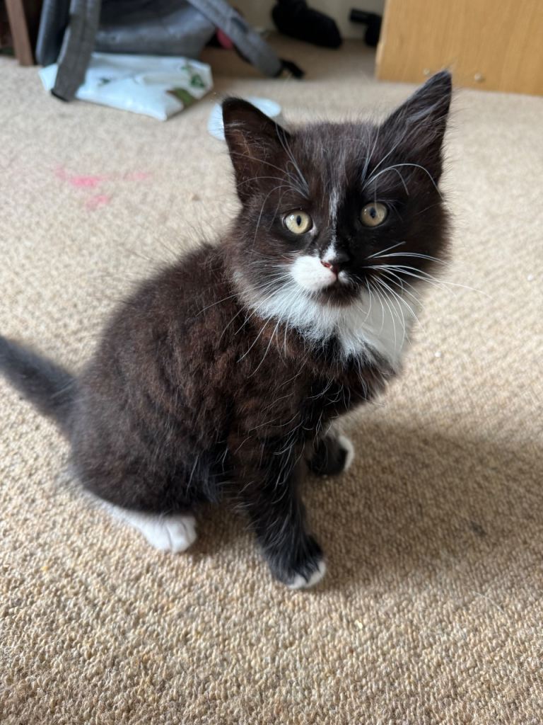 2 kittens for sale ONE GIRL LEFT