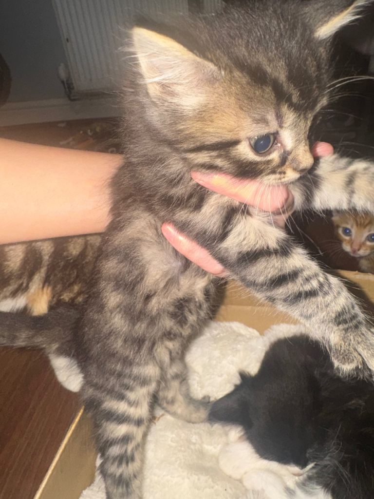 Kittens for sale 