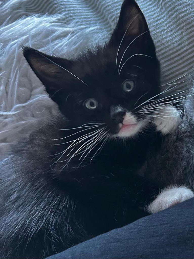 Black and white kitten 