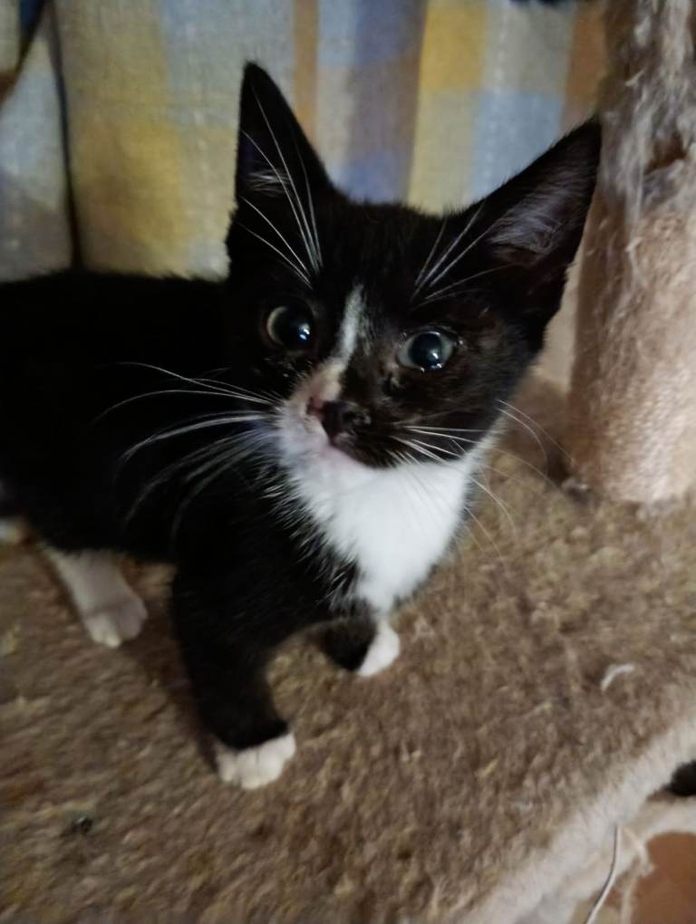 Lovely Female black and white