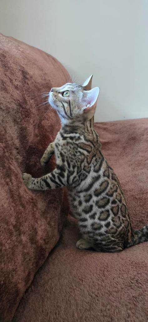 Tica registered Silver bengal girl 
