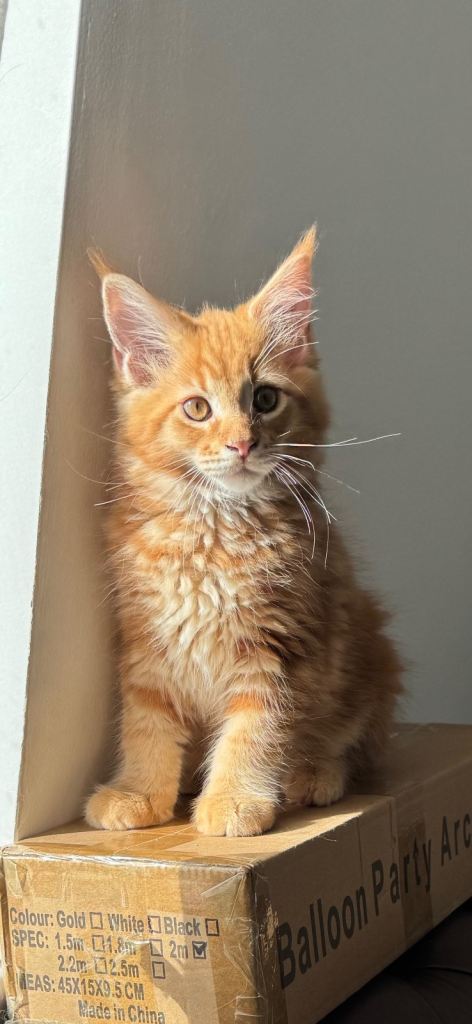 Maine Coon kittens