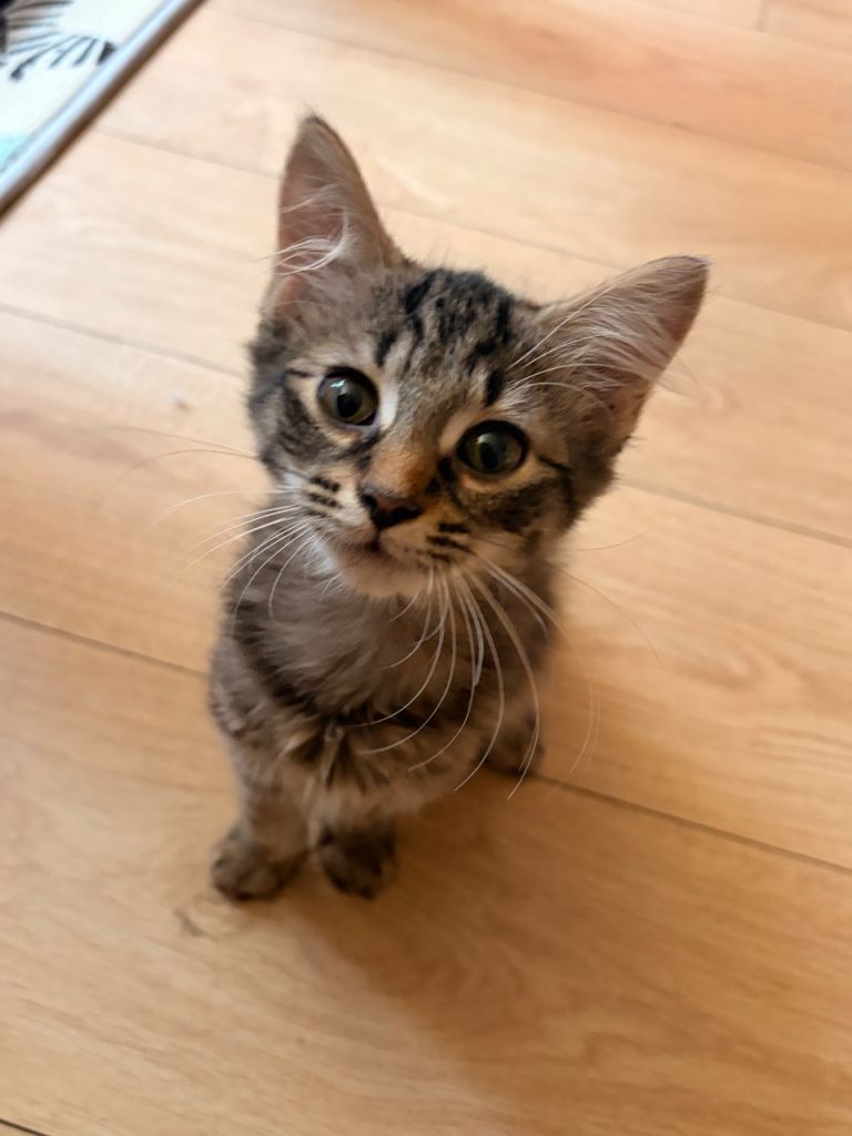 Kittens read description 