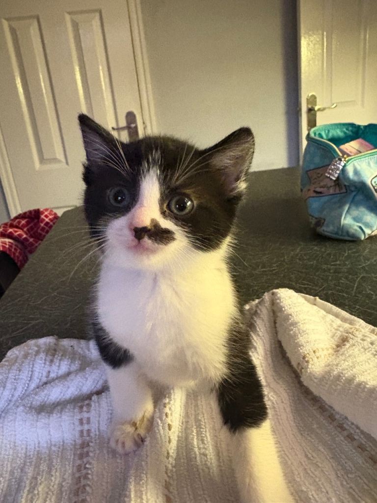 Adorable Kittens Ready for Their New Homes from 15/12/25 – Playful & Loving!