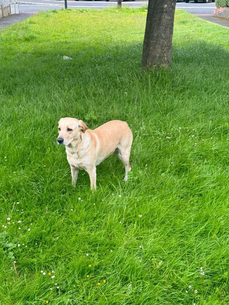 Golden Labrador 