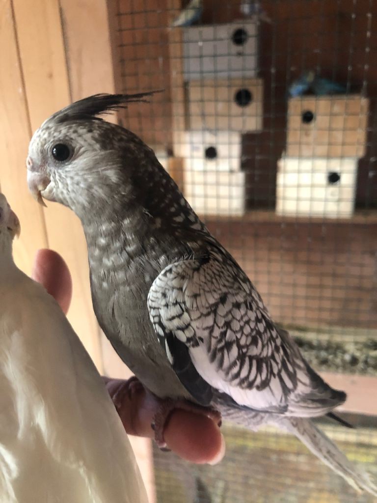Cockatiels 