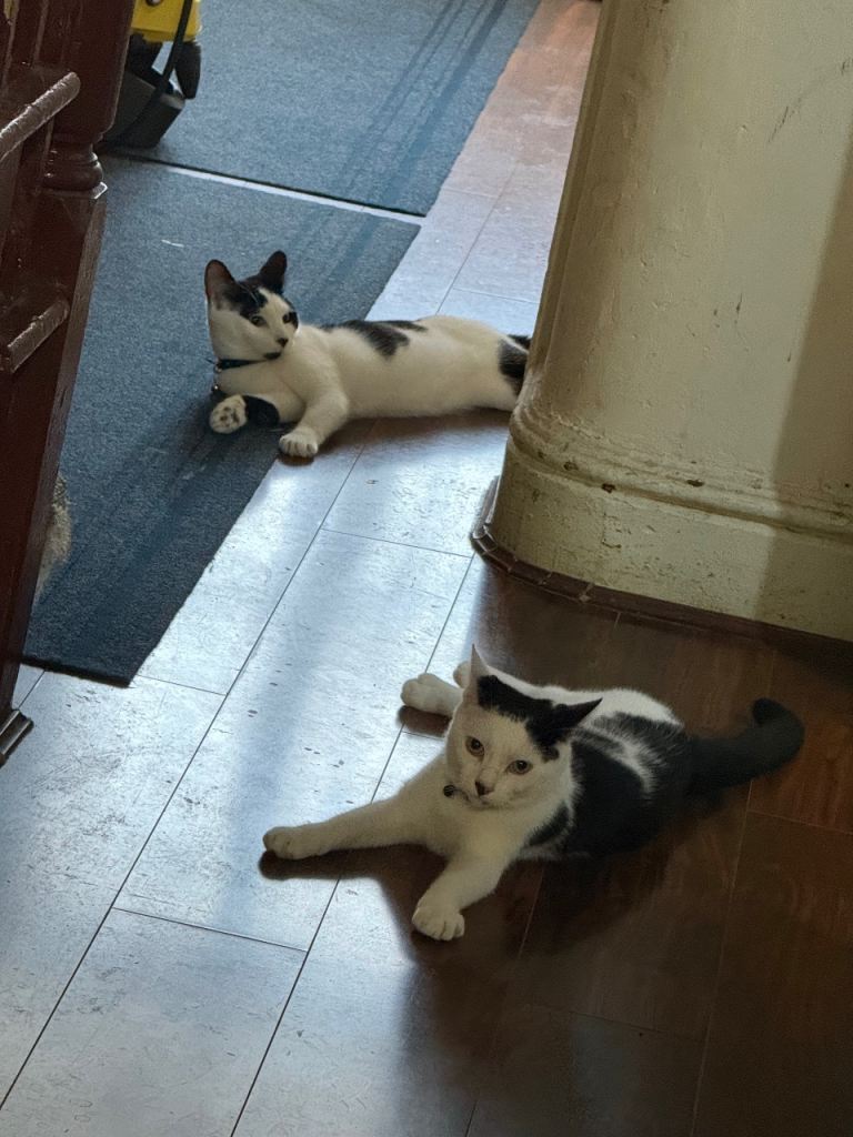 Beautiful Black and White Cat Looking for a New Home must go together 