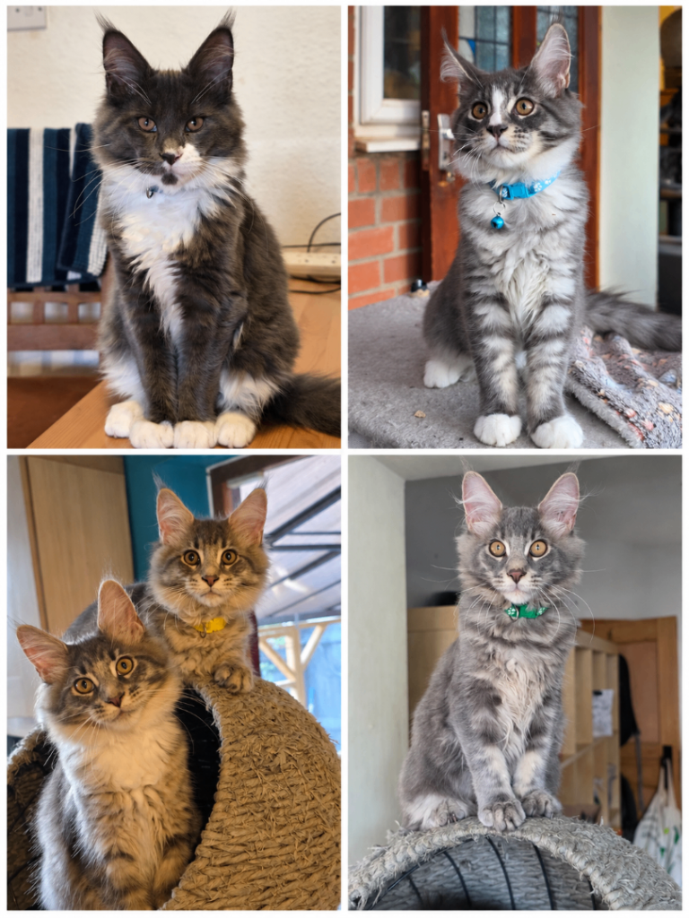 Beautiful Maine Coon Kittens