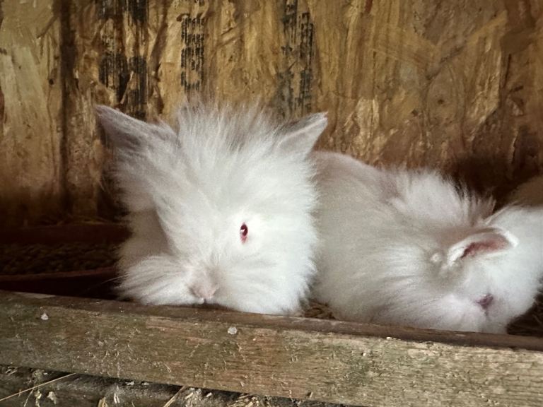 Lionhead  rabbits 