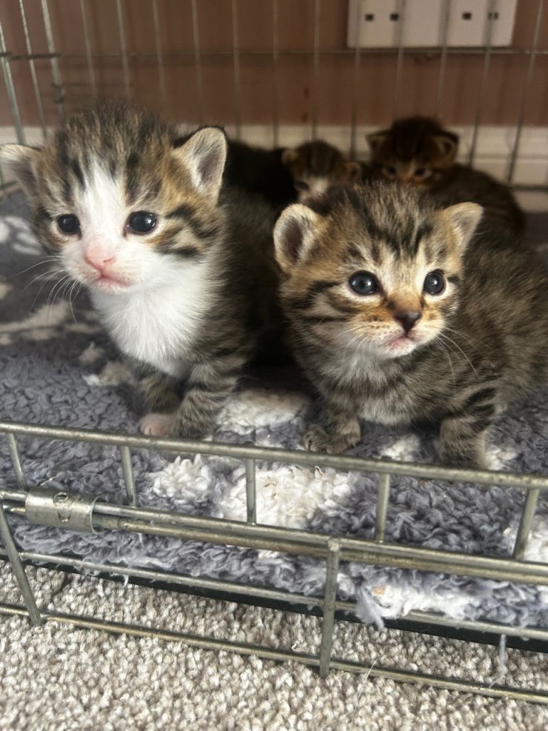 Tabby Kittens 