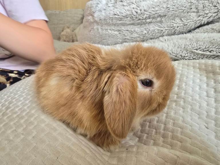 Baby bunnys & Benjamin Bunny