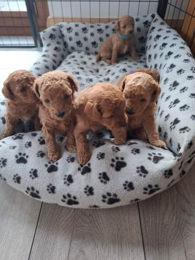 Cockapoo pups