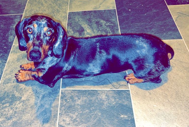 Dapple dachshund