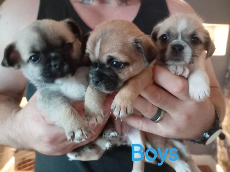 Chihuahua x Pug Shih Tzu puppies