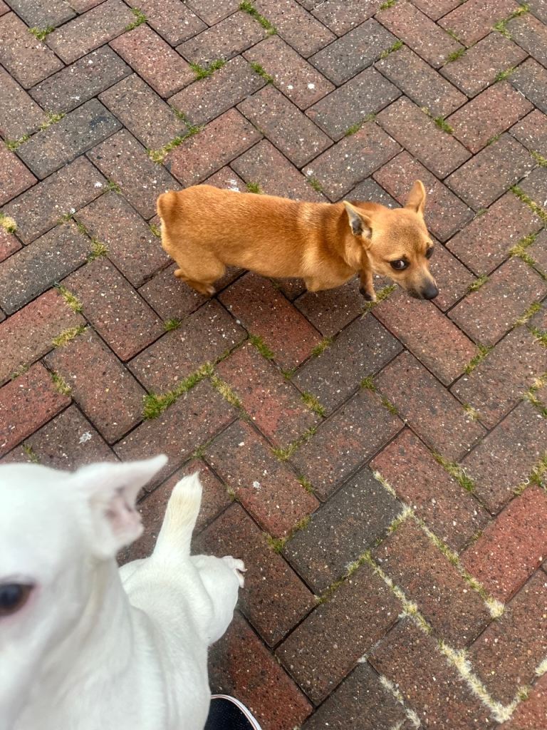 Cross between Chihuahua and Jack Russell