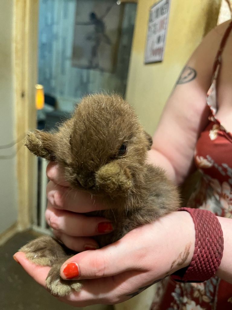 Netherland Dwarf / Minilop