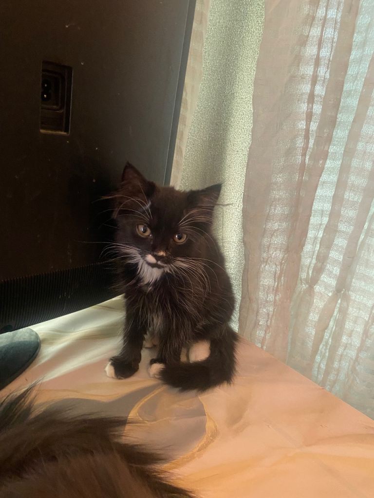Male black and white kitten 