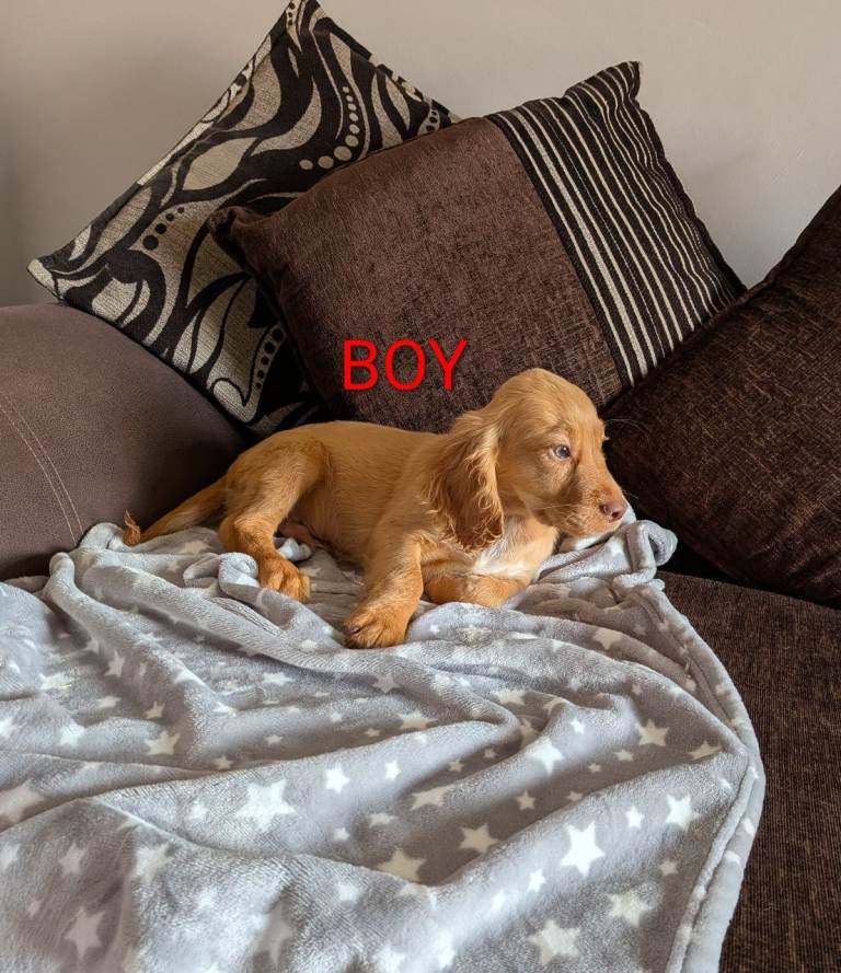 Fox Red Cocker Spaniel Pups