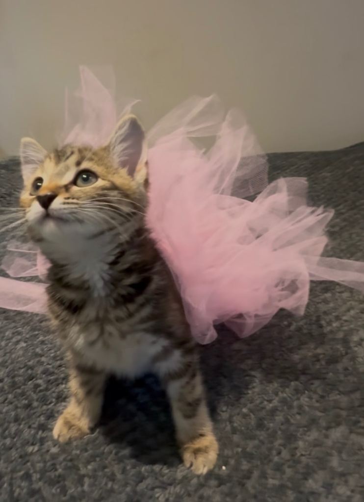 Kitten gorgeous! Trained complete with all accessories and her outfits and a AirTag and cat collar. 