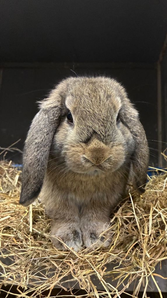 Mini Lop Bunny