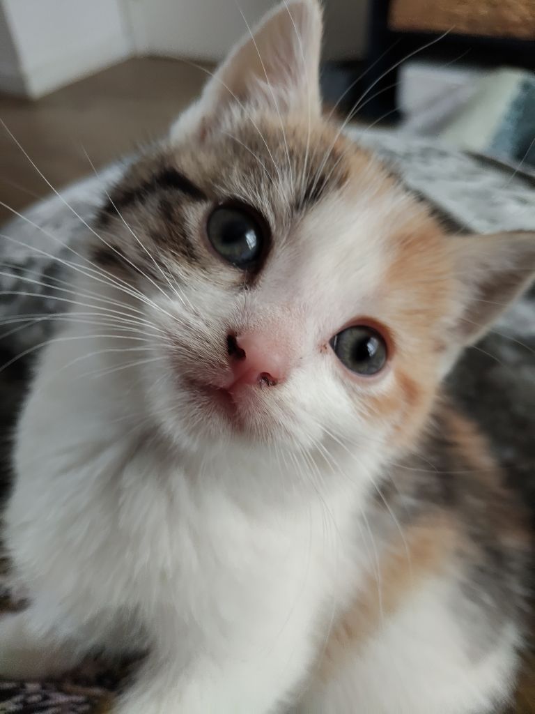 UPDATE ONLY ONE LEFT A-dorable kittens seeking forever Homes & Families 