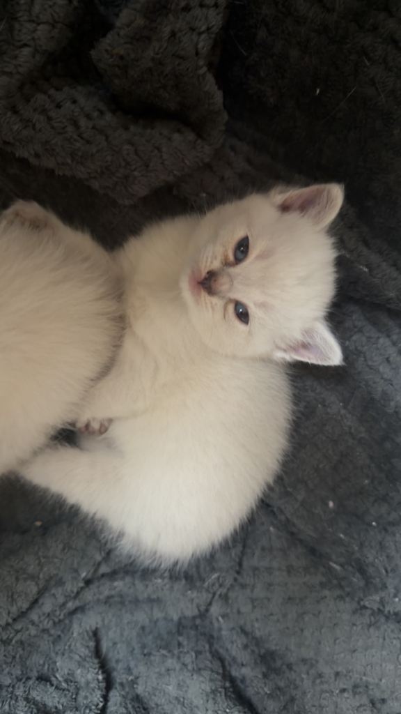 X breed ragdoll kittens