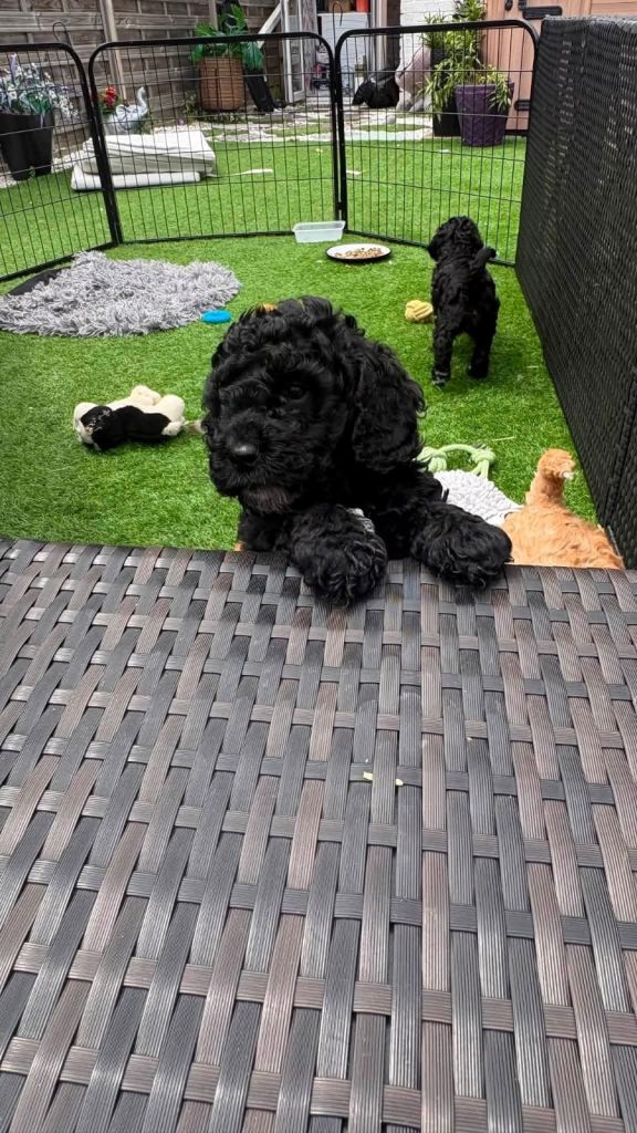 Pick me pick me! F1B miniature male cockapoo