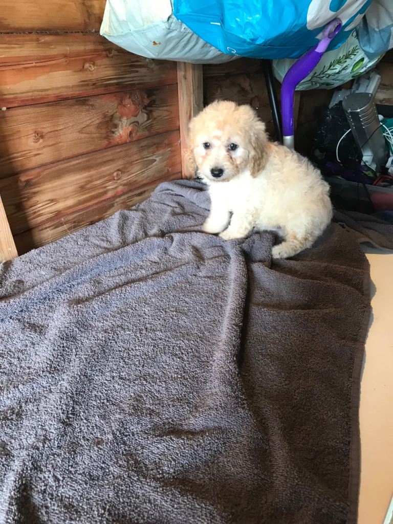 Beautiful cavapoo puppies for sale 