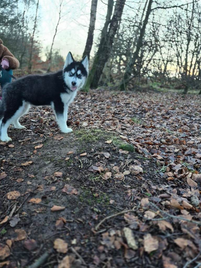 ***Reduced Alaskan malamute x huskie last 1 girl left ***