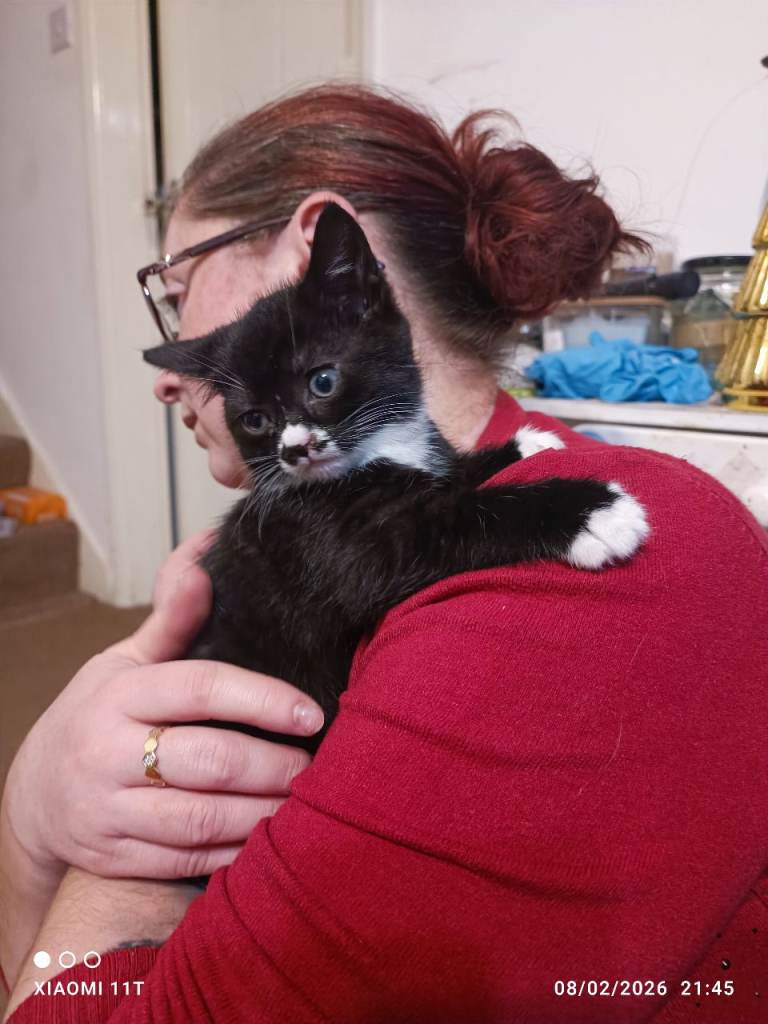 Mixed breed kittens looking for their for ever homes