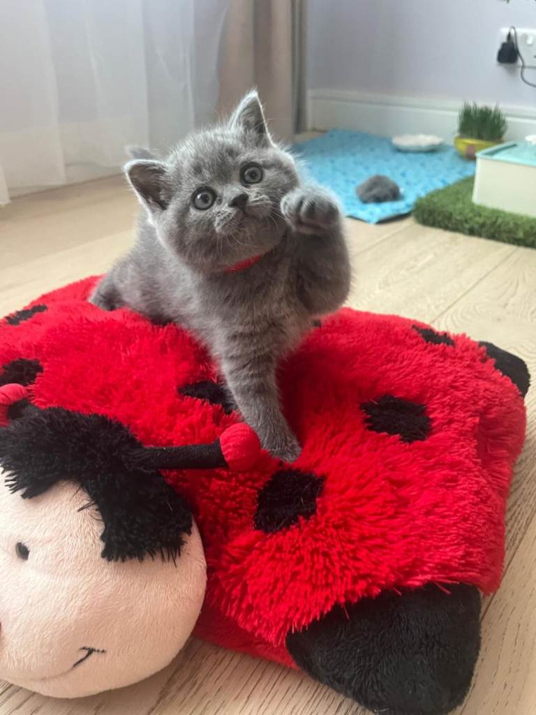 British short hair kitten