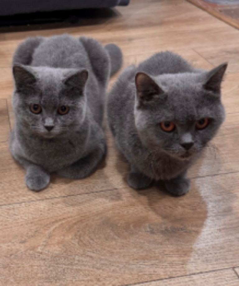 PURE BSH Girl and BSH mix adorable boys