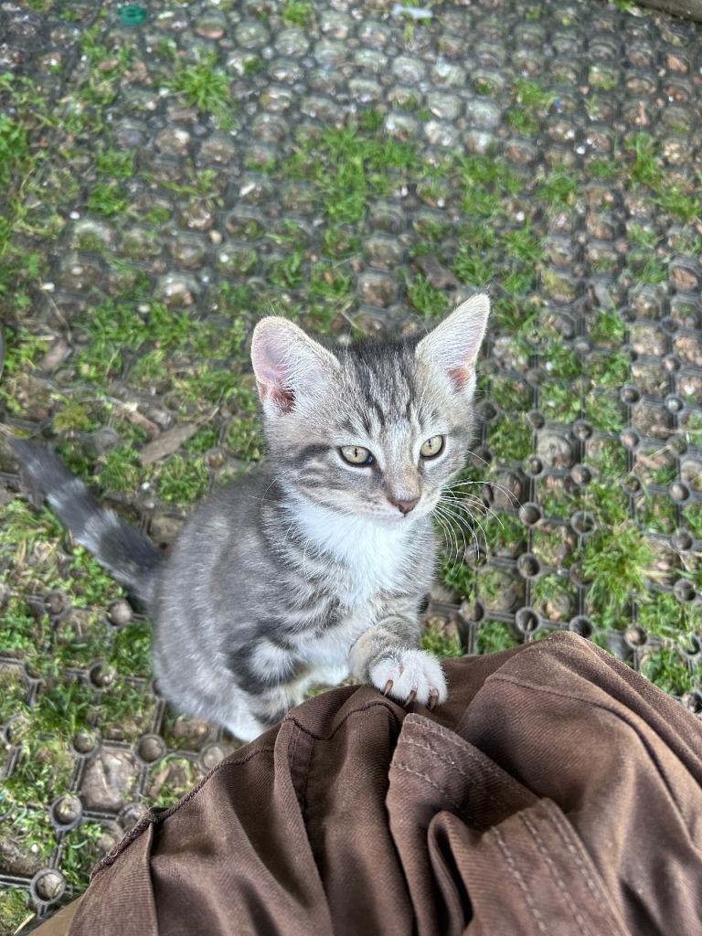 BEAUTIFUL GREY GIRL KITTEN FOR SALE