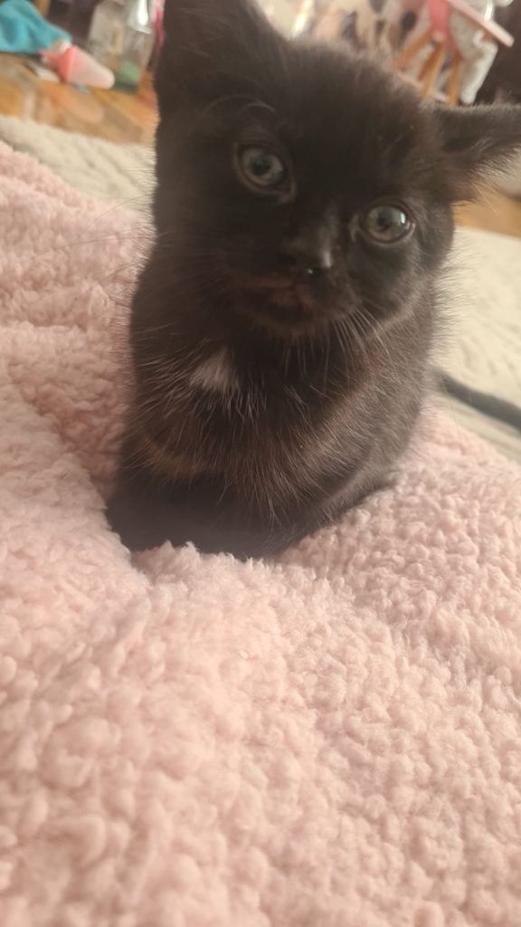 Female kittens