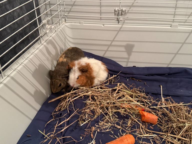 2 FEMALE GUINEA PIGS- URGENT