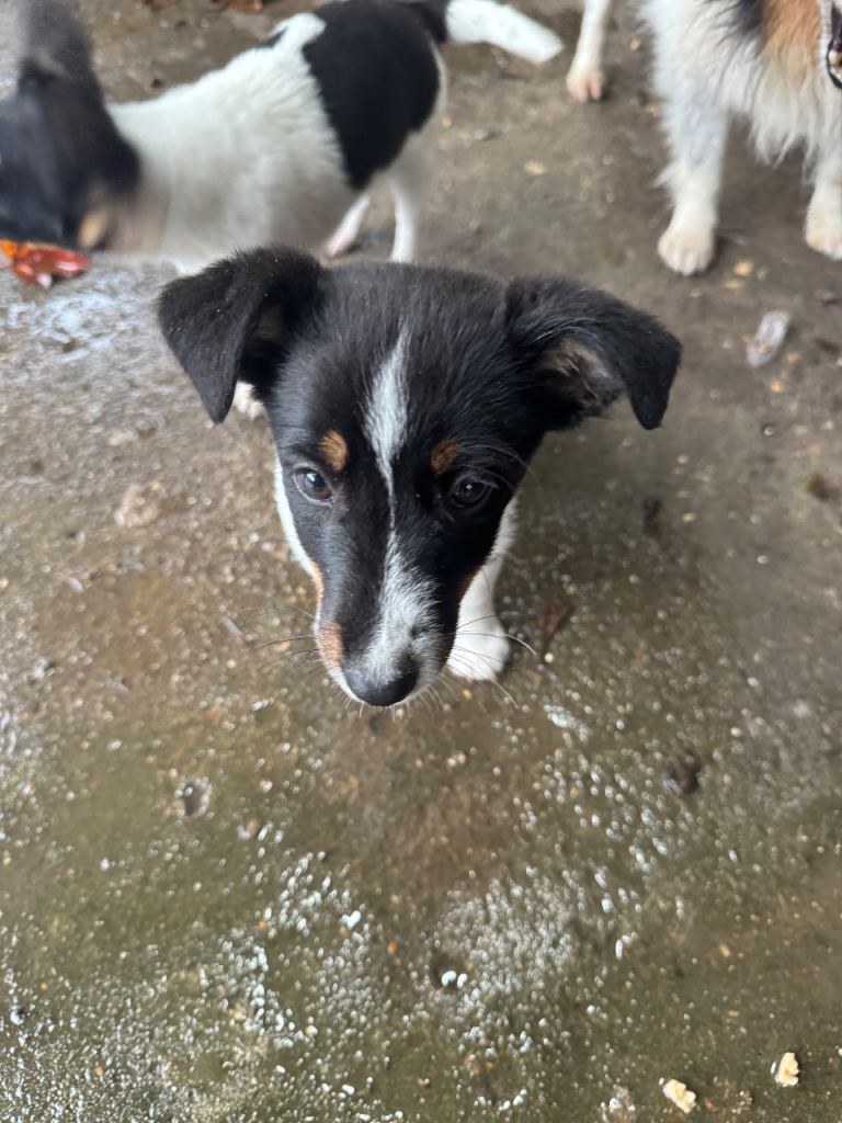 Jack Russel puppy  female 