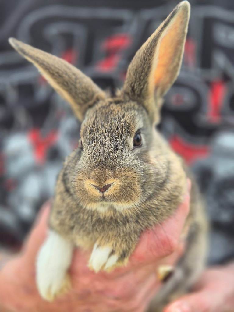 Baby rabbit's 