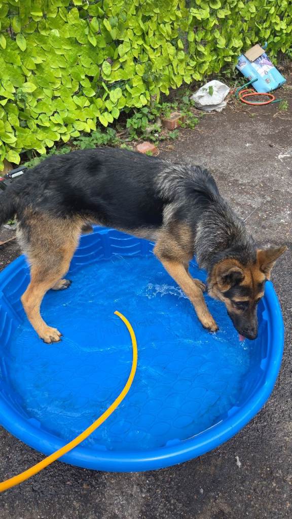 German shepherd 