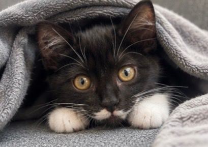 Beautiful tuxedo Kitten