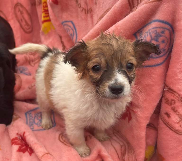 Shihtzu x Puppies for sale 