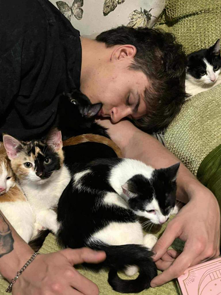 5 mixed beautiful and lovely kittens 