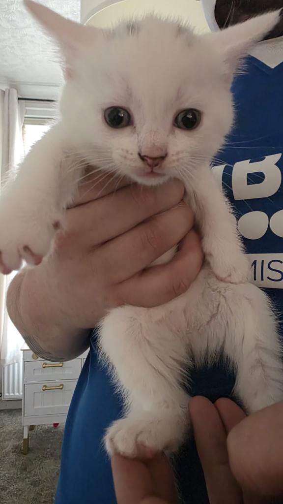 Beautiful kittens for sale 