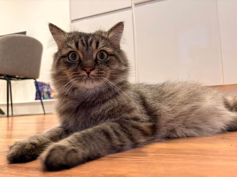 🐾 Meet Bruno – A Lovely Cat Looking for His Forever Home ❤️