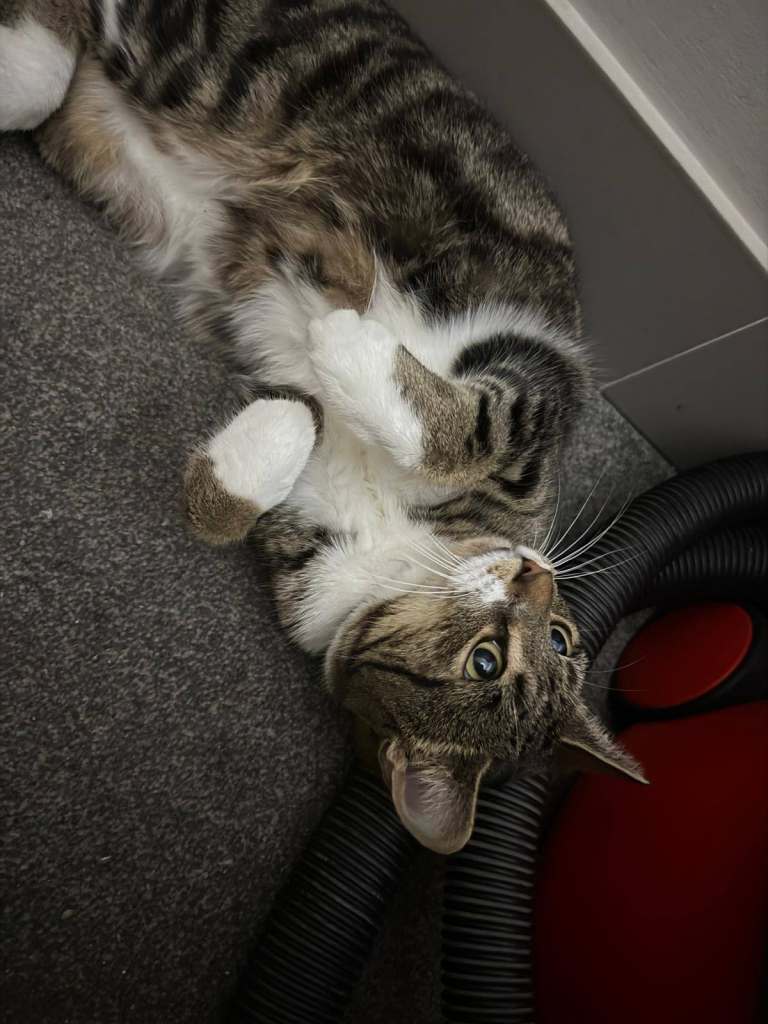 Adorable loving female cat 