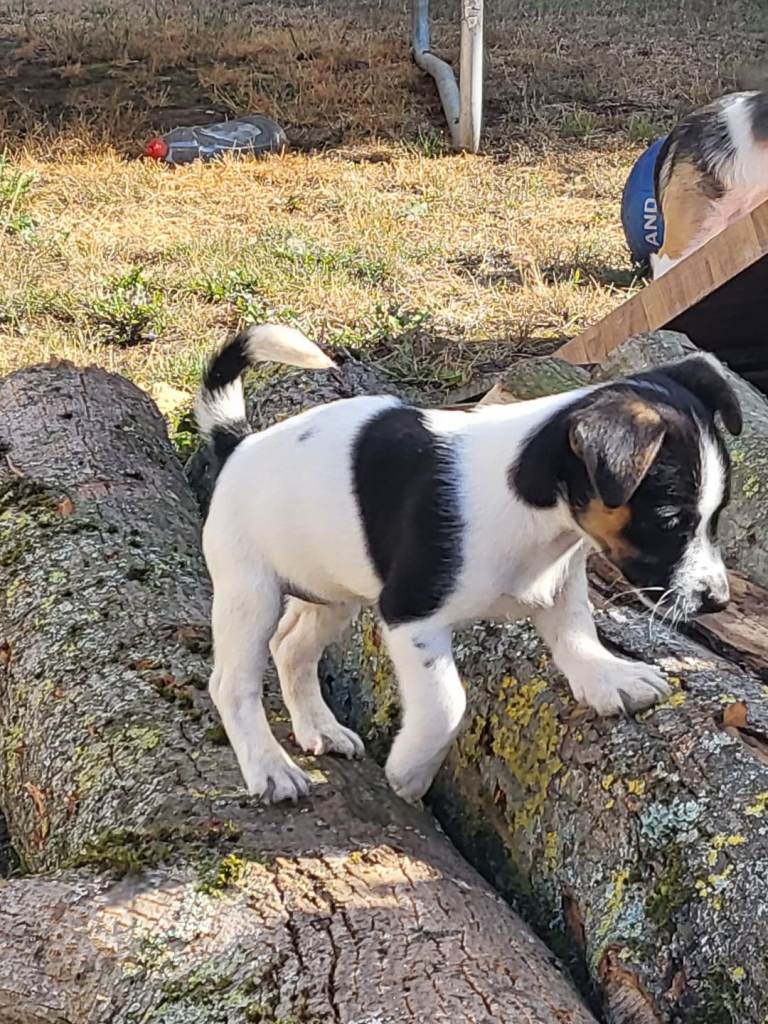 Jack russell puppy 