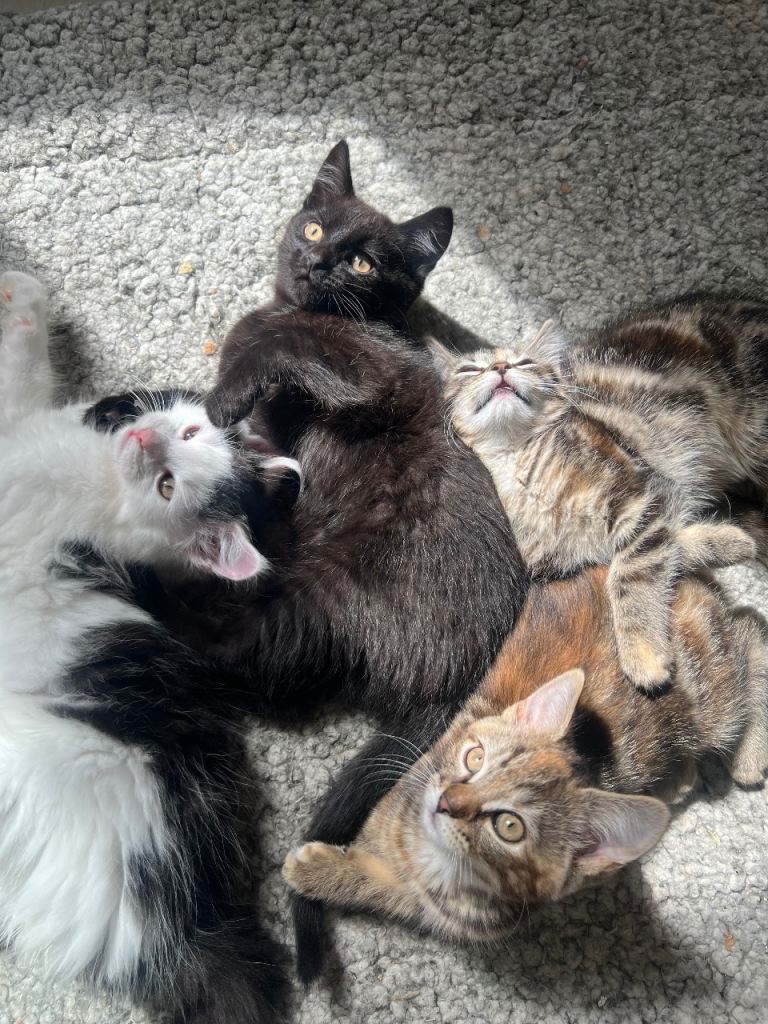 4 lovely kittens looking for their forever home