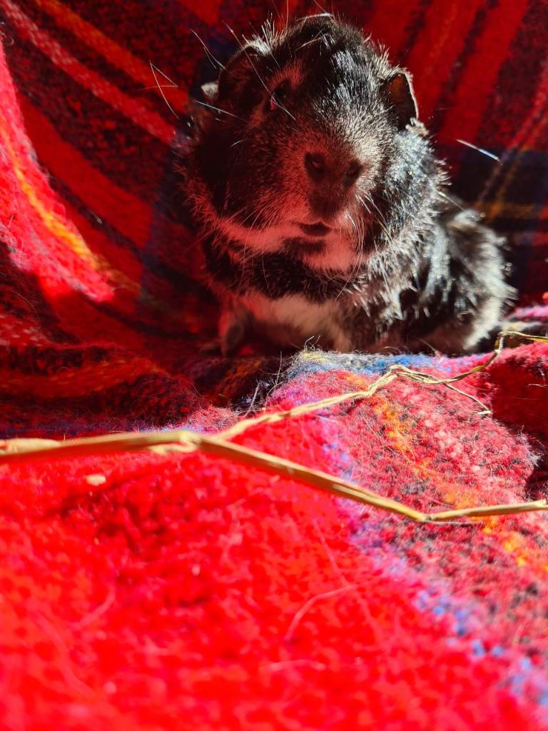 Guinea pigs 