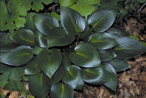 Hosta Devon Green plant in a 2 litre pot