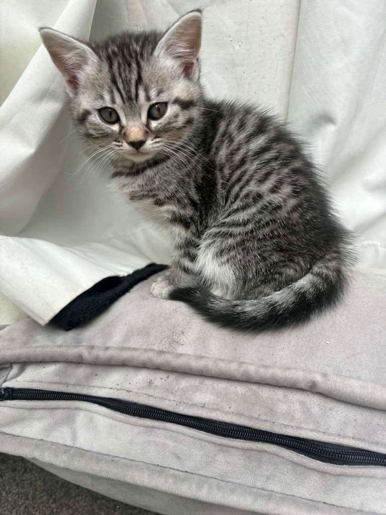 Bengal kittens 
